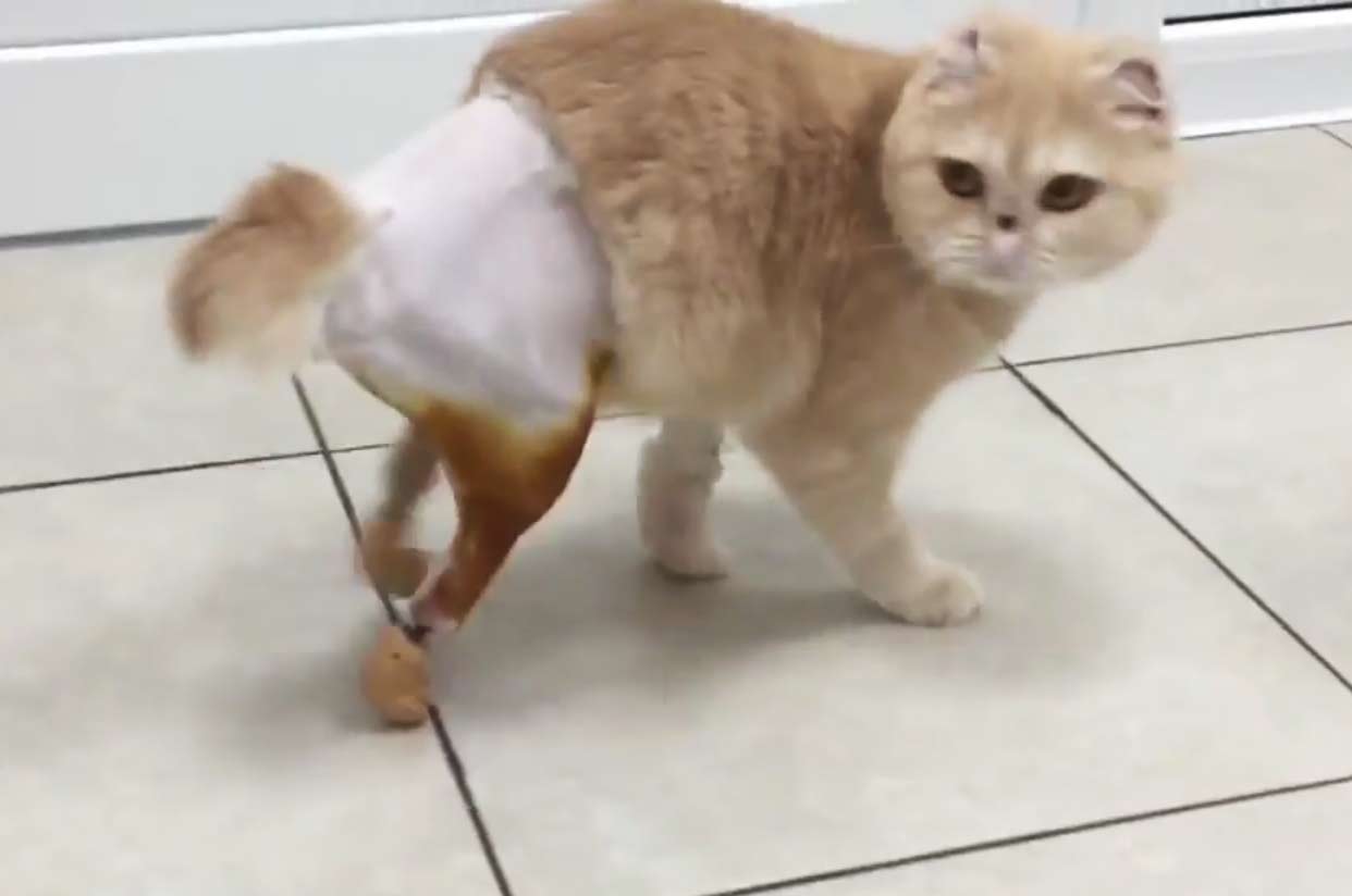 Фото: Первая в России кошка с двумя искусственными лапами научилась ходить. Магазин ЗооПуть