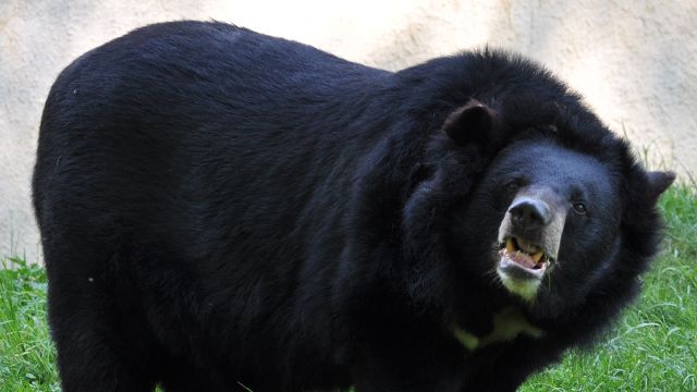 Пожилой японец-каратист избил медведя. Магазин ЗооПуть